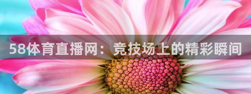58体育直播网：竞技场上的精彩瞬间