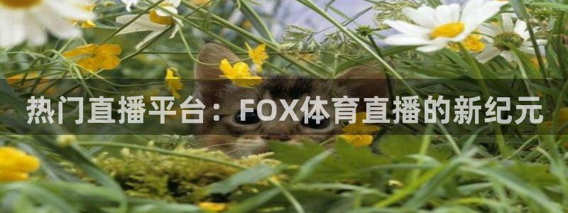 热门直播平台：FOX体育直播的新纪元